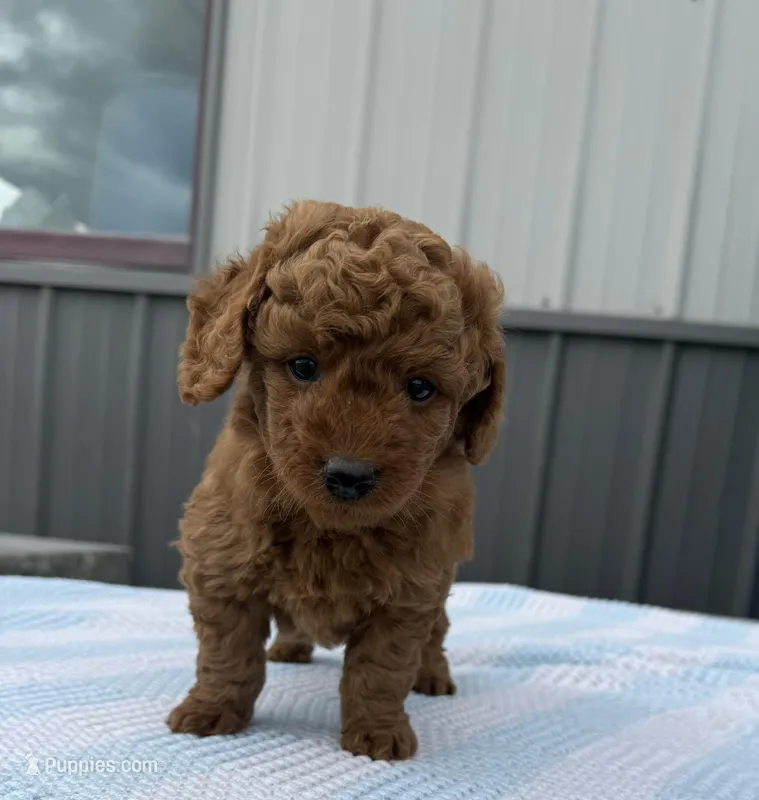 Ralph – Goldendoodle, Poodle - Toy  puppy for sale in Knoxville, IA