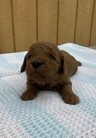 Ralph, a male Goldendoodle and Poodle - Toy  for sale in Knoxville, IA – Photo 1 of 3