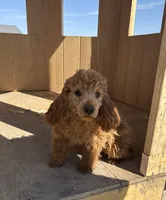 Molly, a female Goldendoodle and Poodle - Toy  for sale in Knoxville, IA – 3 of 5