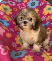 Buddy, a male Shih Tzu for sale in Knoxville, IA – 2 of 3