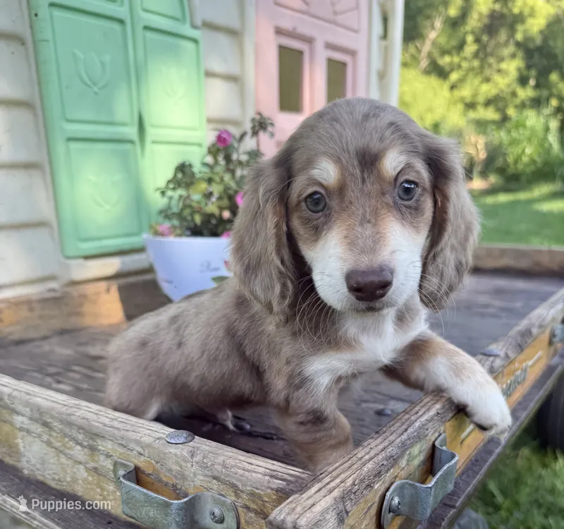 Boxer – Miniature Dachshund puppy for sale in Knoxville, IA