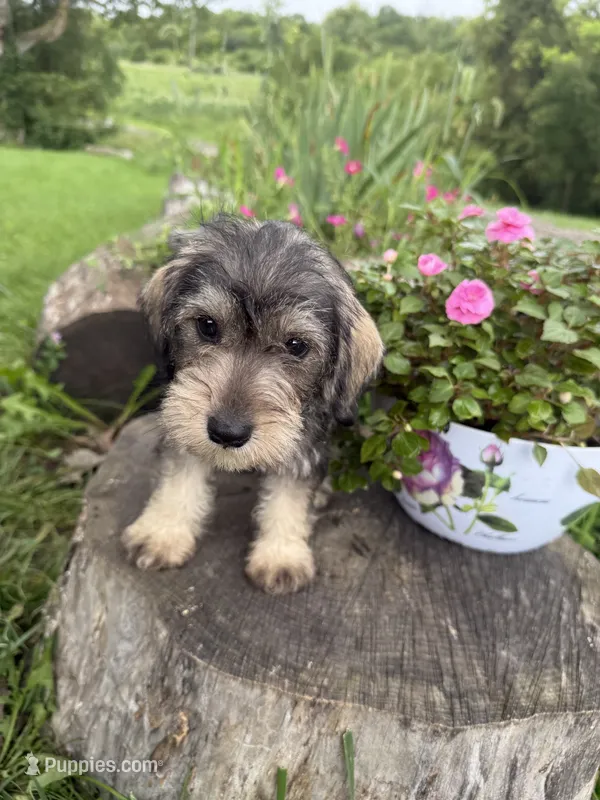 Toby – Miniature Schnauzer puppy for sale in Knoxville, IA