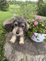 Toby, a male Miniature Schnauzer for sale in Knoxville, IA – 1 of 3