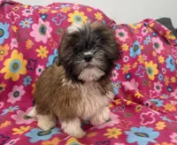 Daisy , a female Shih Tzu for sale in Knoxville, IA – 2 of 4