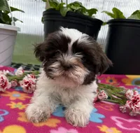 Lisa, a female Shih Tzu for sale in Knoxville, IA – Photo 3 of 3