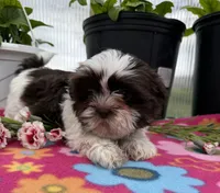 Lisa, a female Shih Tzu for sale in Knoxville, IA – Photo 2 of 3