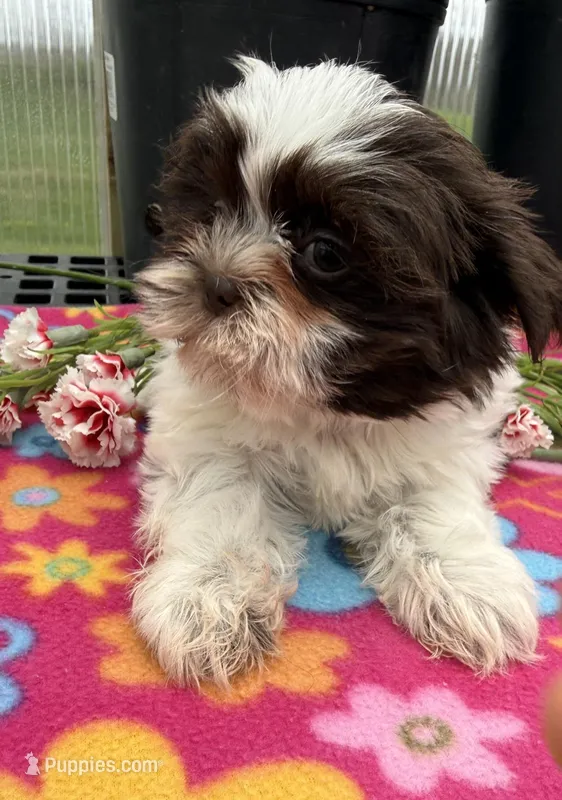 Lisa – Shih Tzu puppy for sale in Knoxville, IA