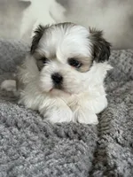 Sam, a male Shih Tzu for sale in Knoxville, IA – Photo 2 of 3