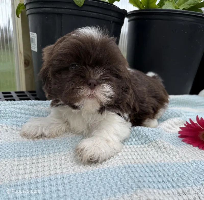 Liam – Shih Tzu puppy for sale in Knoxville, IA
