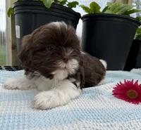 Liam, a male Shih Tzu for sale in Knoxville, IA – Photo 3 of 3