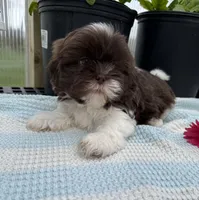 Liam, a male Shih Tzu for sale in Knoxville, IA – Photo 2 of 3