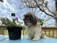 Sam, a male Shih Tzu for sale in Knoxville, IA – 4 of 4