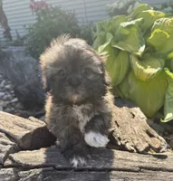 Ricky , a male Shih Tzu for sale in Knoxville, IA – 2 of 5