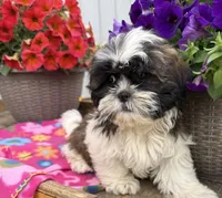 Daisy , a female Shih Tzu for sale in Knoxville, IA – 3 of 3