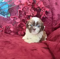 Lily, a female Shih Tzu for sale in Knoxville, IA – 3 of 4