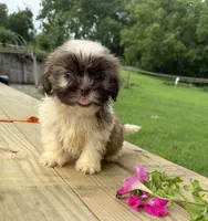 Sam, a male Shih Tzu for sale in Knoxville, IA – 2 of 3