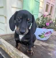 Billy, a male Miniature Dachshund for sale in Knoxville, IA – 3 of 4