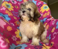Buddy, a male Shih Tzu for sale in Knoxville, IA – 3 of 3