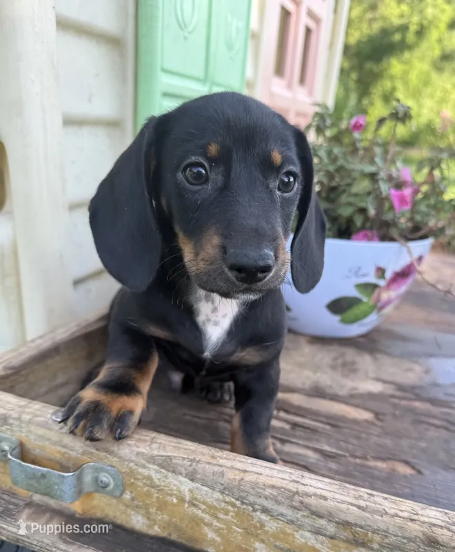 Billy – Miniature Dachshund puppy for sale in Knoxville, IA