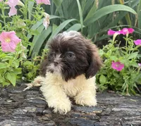 Sunny, a female Shih Tzu for sale in Knoxville, IA – 5 of 5