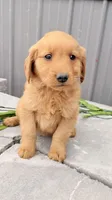 Mars, a male Golden Retriever for sale in Knoxville, IA – 2 of 4