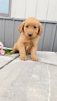 Mars, a male Golden Retriever for sale in Knoxville, IA – 3 of 4