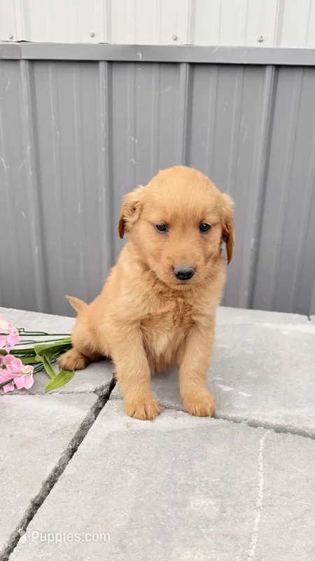 Mars – Golden Retriever puppy for sale in Knoxville, IA