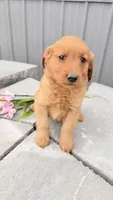 Mars, a male Golden Retriever for sale in Knoxville, IA – 4 of 4