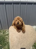 Riri, a female Goldendoodle and Poodle - Toy  for sale in Knoxville, IA – 3 of 3