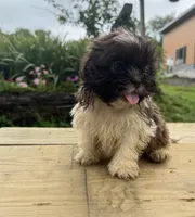 Sunny, a female Shih Tzu for sale in Knoxville, IA – 3 of 3