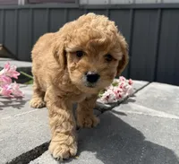 Rosie, a female Goldendoodle and Poodle - Toy  for sale in Knoxville, IA – 4 of 4