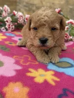Rosie, a female Goldendoodle and Poodle - Toy  for sale in Knoxville, IA – Photo 3 of 3