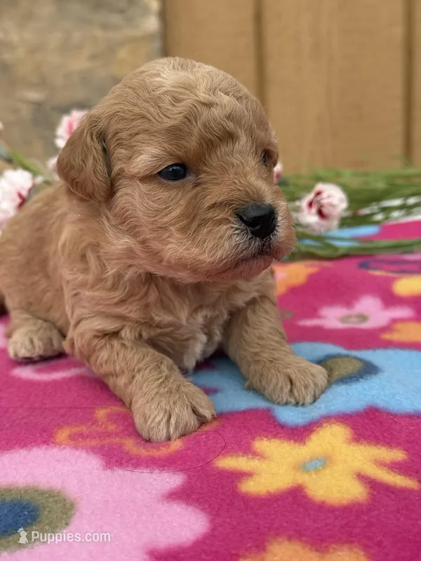Rosie – Goldendoodle, Poodle - Toy  puppy for sale in Knoxville, IA