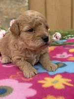 Rosie, a female Goldendoodle and Poodle - Toy  for sale in Knoxville, IA – Photo 1 of 3