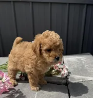 Rosie, a female Goldendoodle and Poodle - Toy  for sale in Knoxville, IA – 2 of 4
