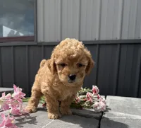 Rosie, a female Goldendoodle and Poodle - Toy  for sale in Knoxville, IA – 3 of 4