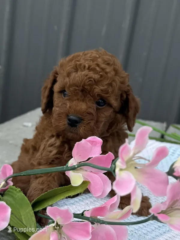 Rosie – Goldendoodle, Poodle - Toy  puppy for sale in Knoxville, IA