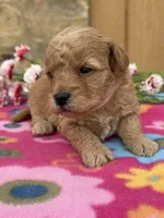 Rosie, a female Goldendoodle and Poodle - Toy  for sale in Knoxville, IA – Photo 2 of 3
