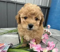 Rosie, a female Goldendoodle and Poodle - Toy  for sale in Knoxville, IA – 1 of 4