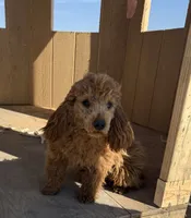 Molly, a female Goldendoodle and Poodle - Toy  for sale in Knoxville, IA – 4 of 5