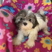 Lucy, a female Shih Tzu for sale in Knoxville, IA – 2 of 5