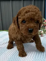 Rolo, a male Goldendoodle and Poodle - Toy  for sale in Knoxville, IA – 2 of 3