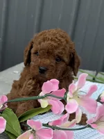 Rolo, a male Goldendoodle and Poodle - Toy  for sale in Knoxville, IA – 1 of 3