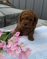 Rolo, a male Goldendoodle and Poodle - Toy  for sale in Knoxville, IA – 3 of 3