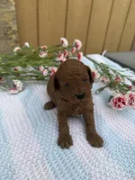 Rolo, a male Goldendoodle and Poodle - Toy  for sale in Knoxville, IA – Photo 2 of 3