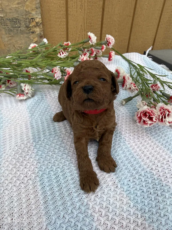 Rolo – Goldendoodle, Poodle - Toy  puppy for sale in Knoxville, IA