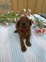 Rolo, a male Goldendoodle and Poodle - Toy  for sale in Knoxville, IA – Photo 1 of 3