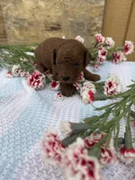 Rolo, a male Goldendoodle and Poodle - Toy  for sale in Knoxville, IA – Photo 3 of 3