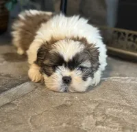 Kai, a male Shih Tzu for sale in Knoxville, IA – Photo 1 of 5