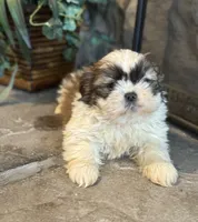 Kai, a male Shih Tzu for sale in Knoxville, IA – Photo 2 of 5